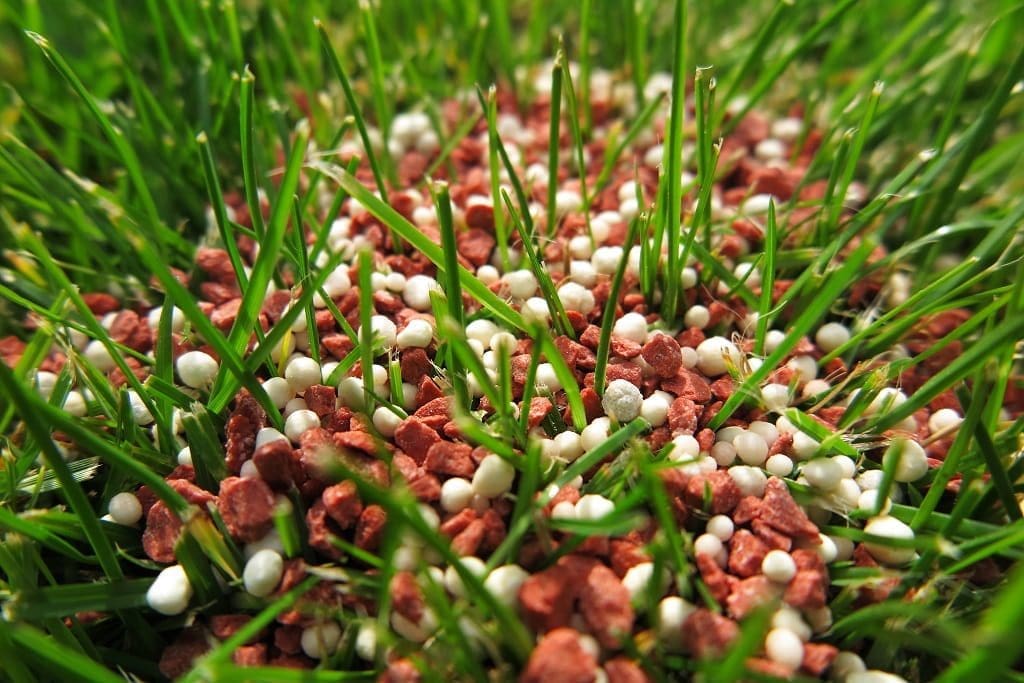 Granular lawn fertilizer on the fresh lawn in the autumn garden