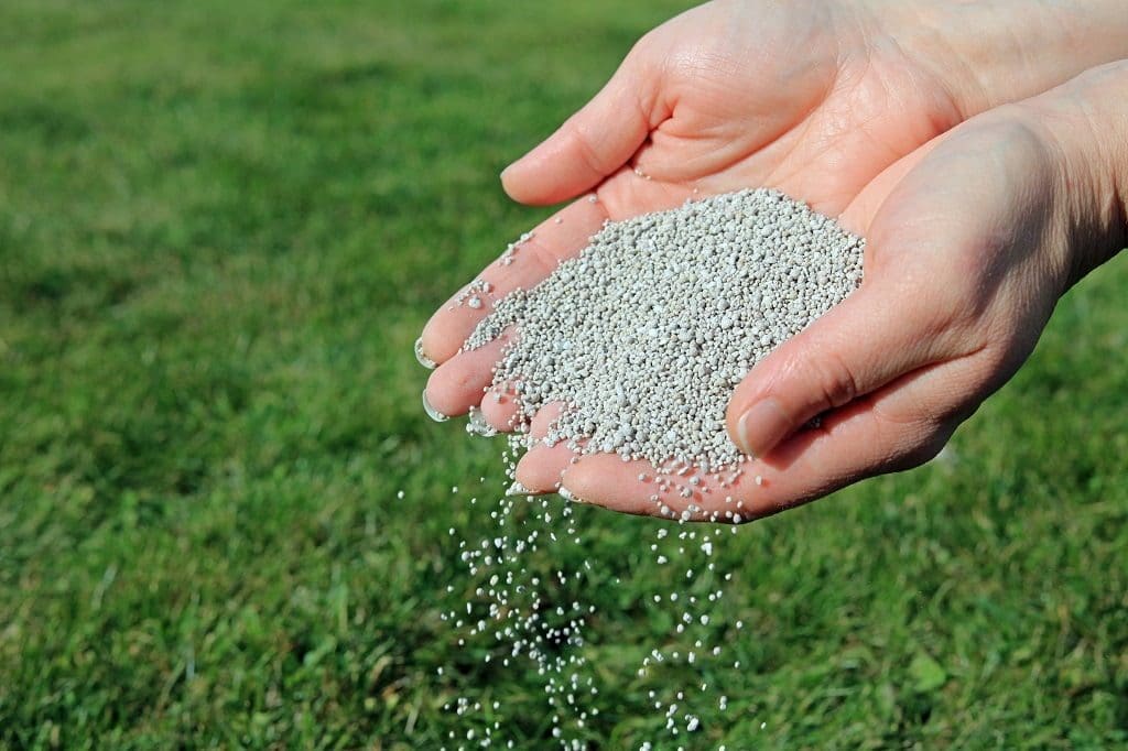 Spreading Lawn Fertilizer By Hand In Autumn To Maintain Healthy Grass.