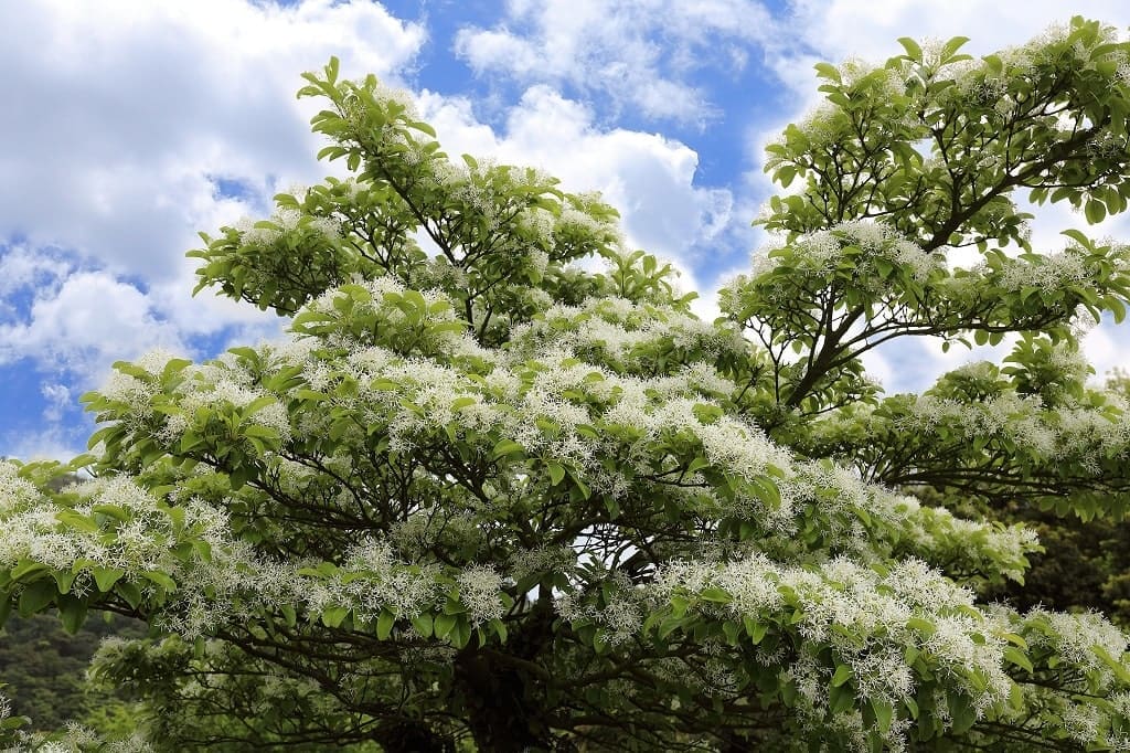 Beautiful Fringe Tree