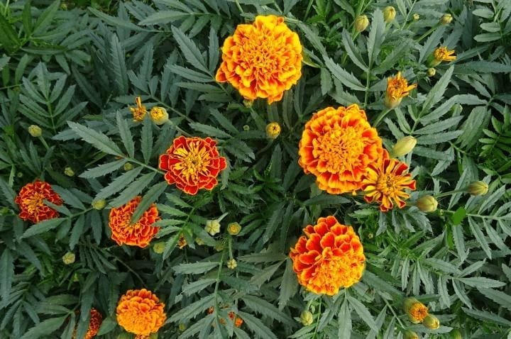 Marigolds growing in a Wisconsin garden