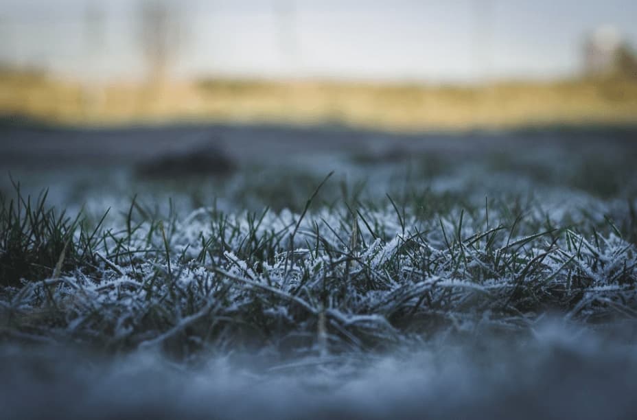 Grass lawn with frost on the blades.