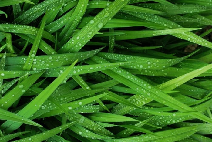 Grass clippings sitting on a mown lawn