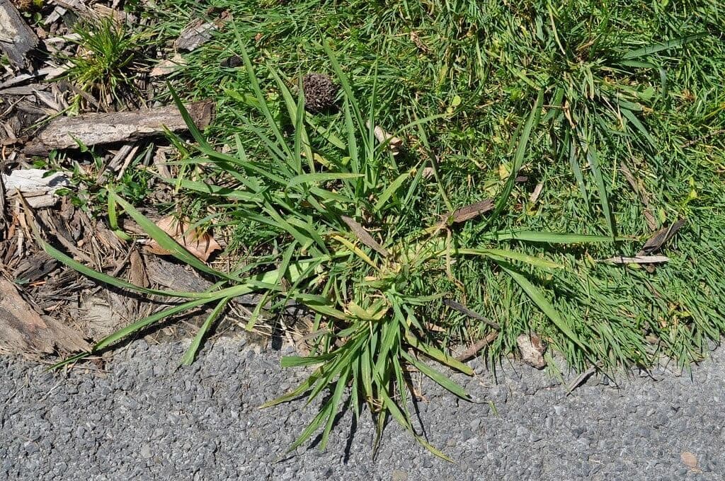 Mature crabgrass should be manually removed from your lawn, as pre-emergent herbicides will have no noticeable effect on it