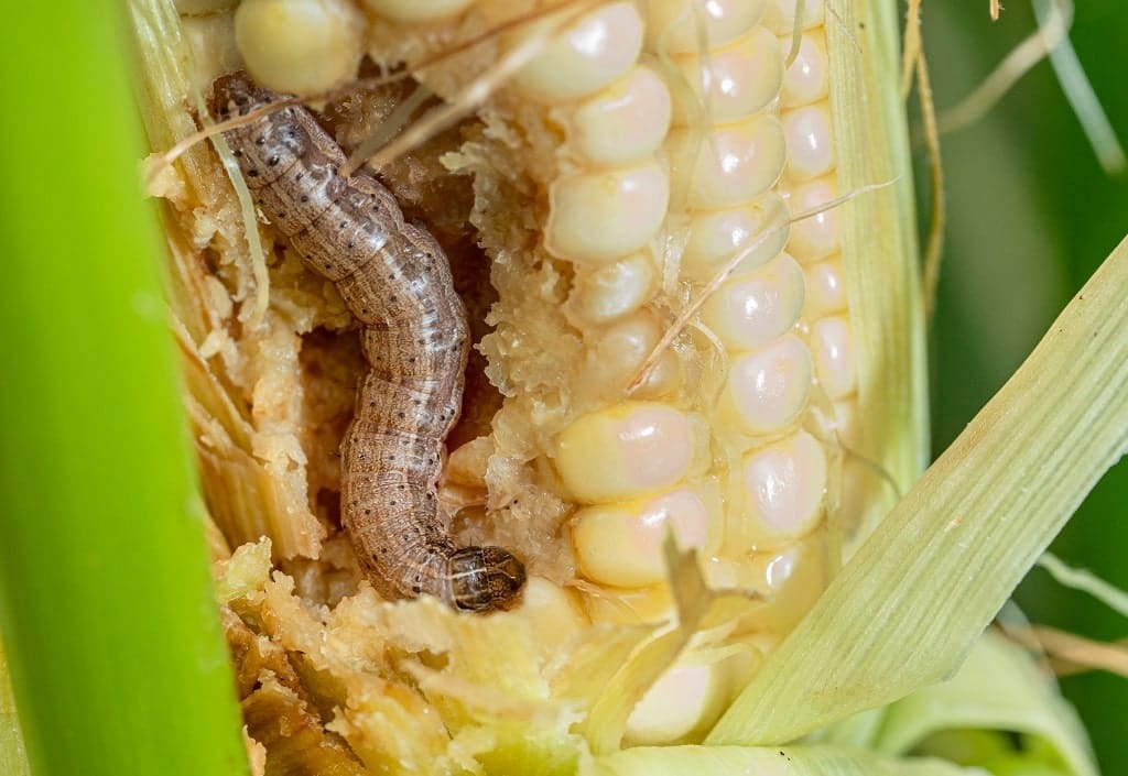  Fall Armyworms