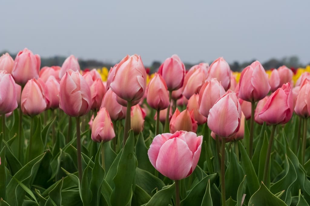 Colourful tulips