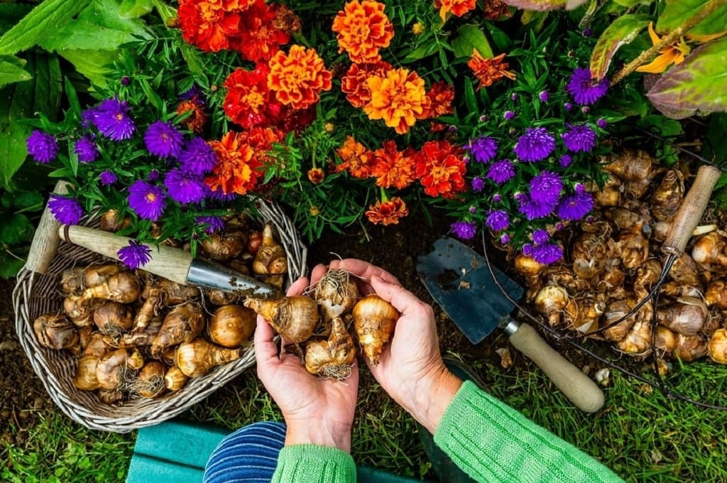 Naturalized Bulbs Effect