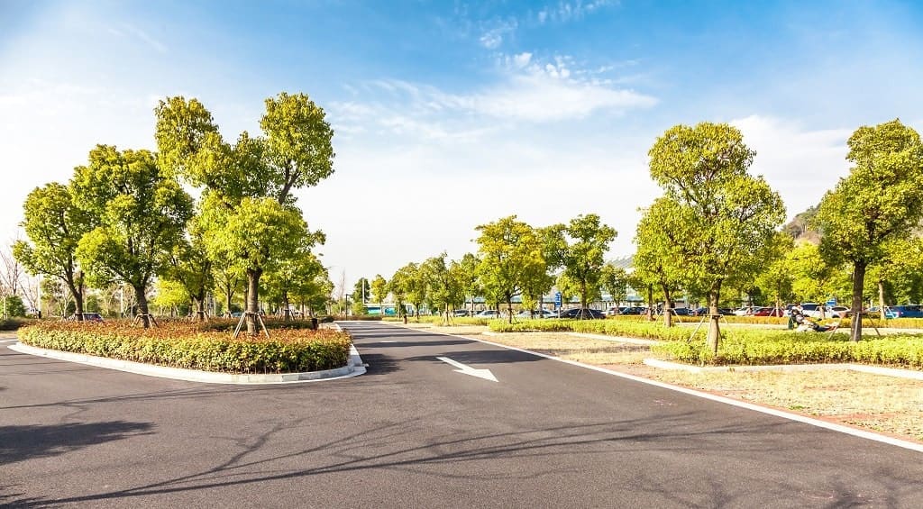 parking lot trees