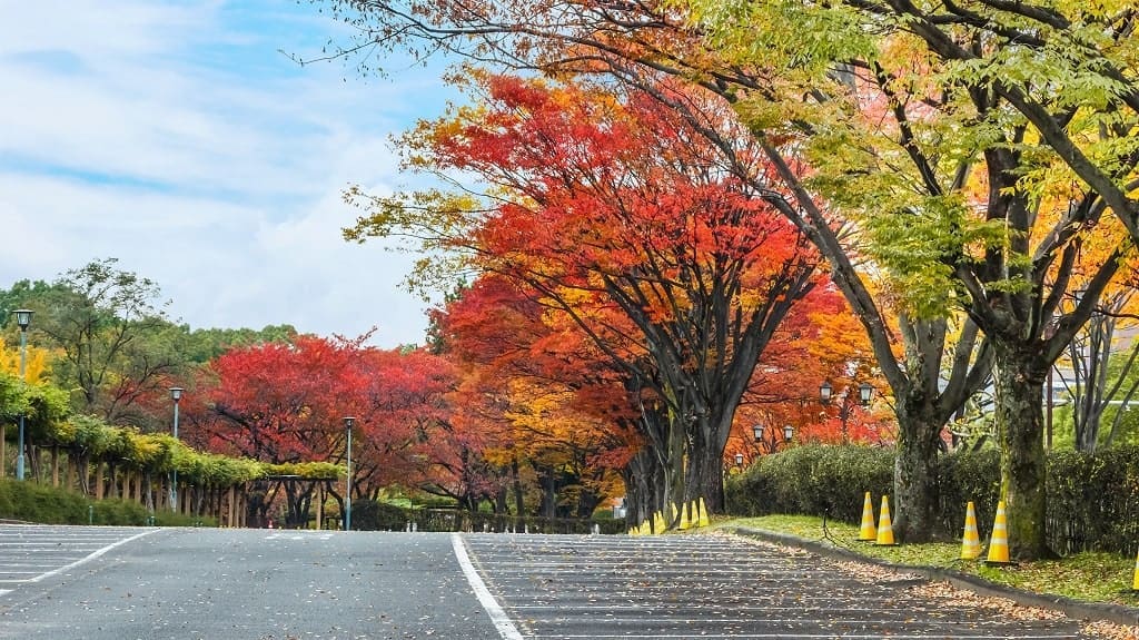 parking lot landscaping