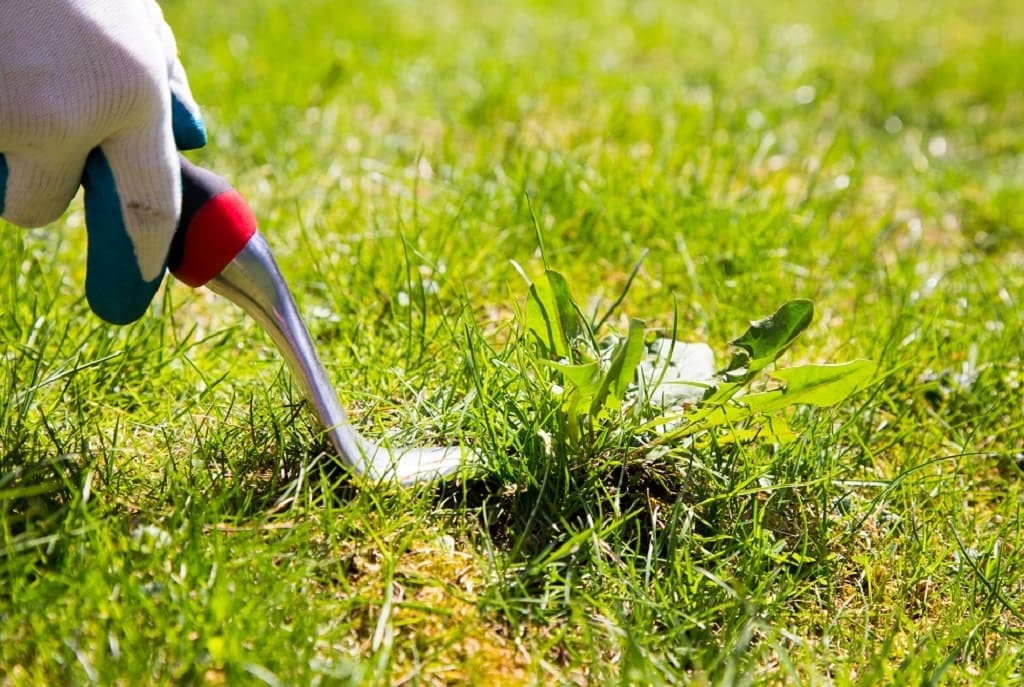 summer lawn care