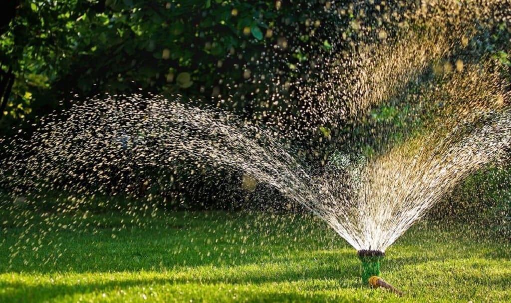 heat stressed lawn