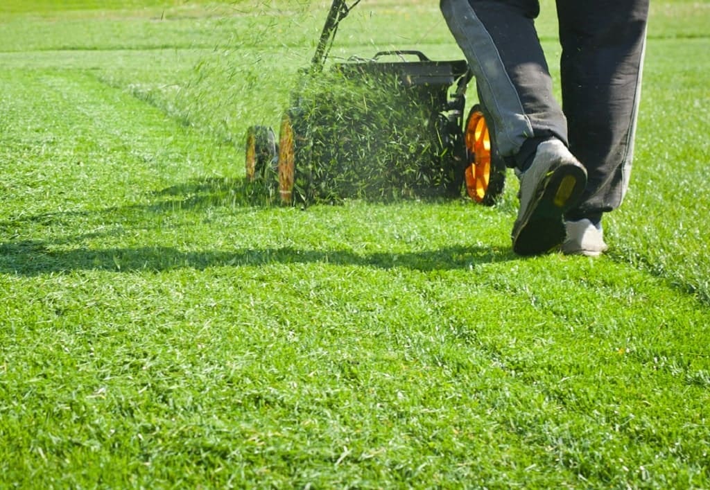 heat-stressed grass