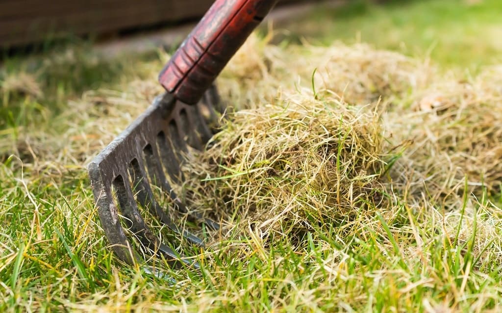 Cool season lawn care in spring