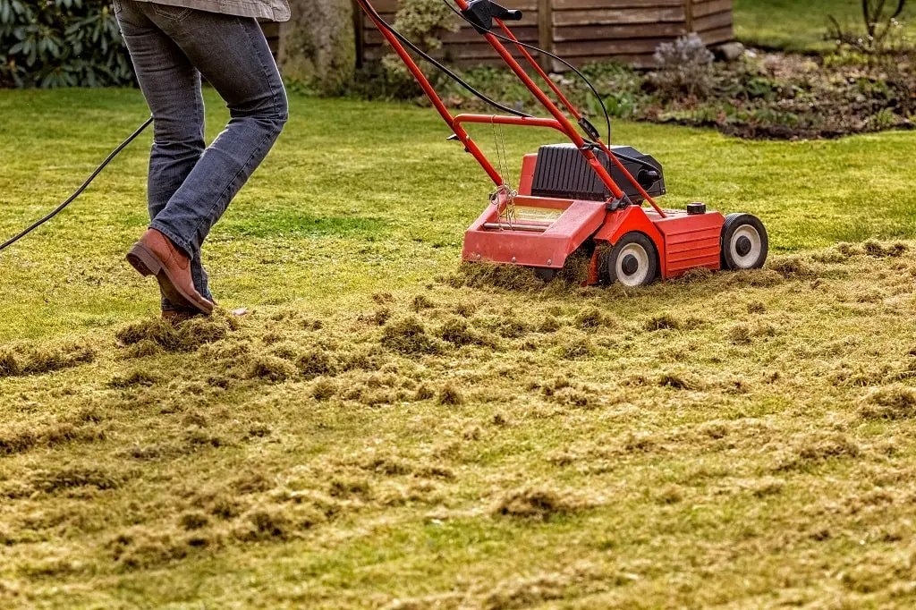 lawn dethatching