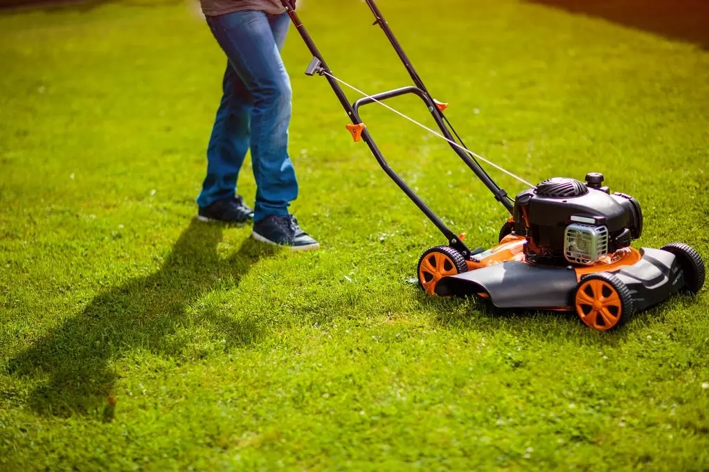 when to dethatch lawn