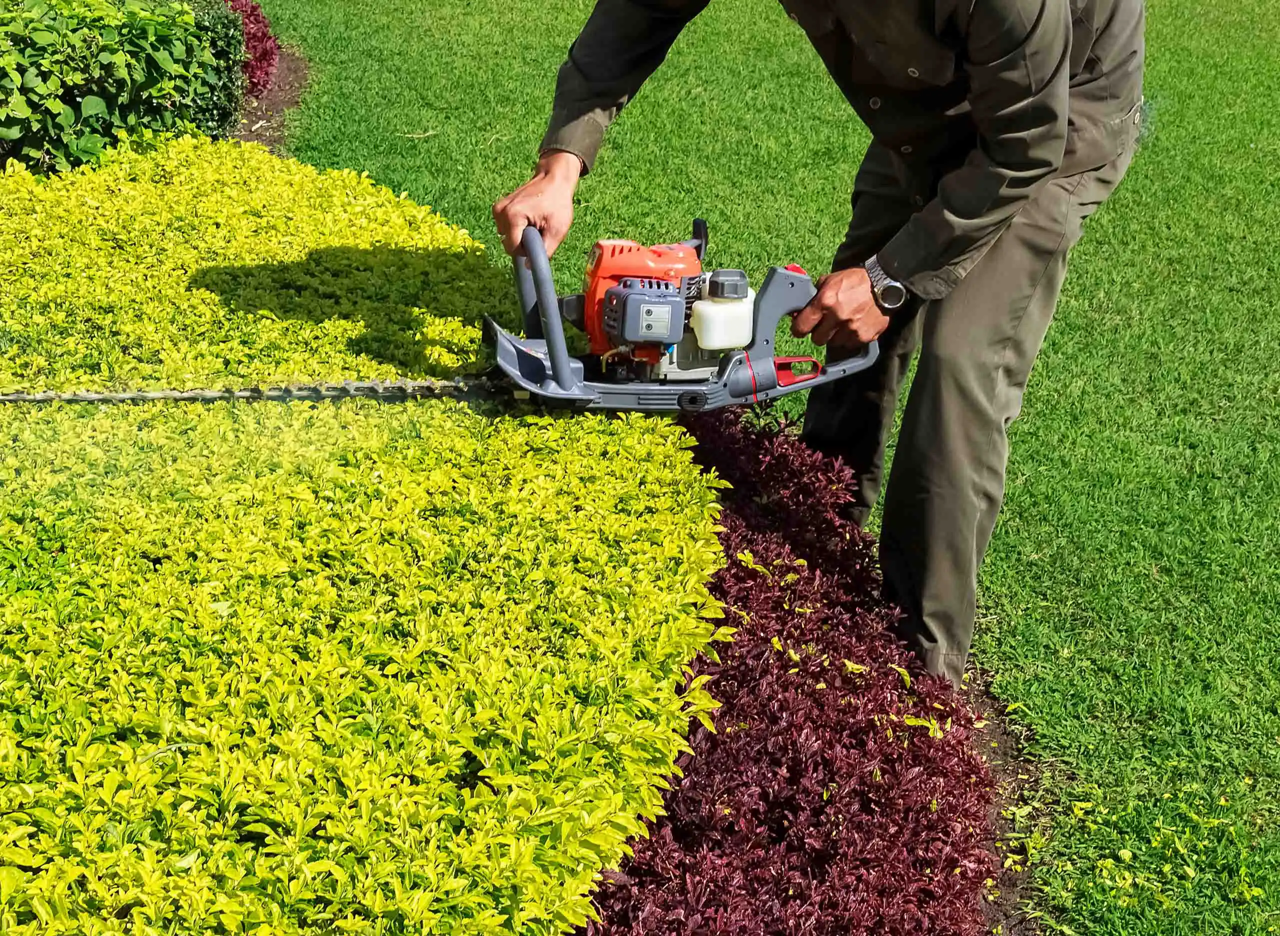 Copy of Man Trimming Hedge