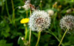 Dandelion - One of the most well known and common weeds in Wisconsin