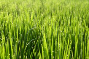 Grass Blades- LEED Certification for Lawn