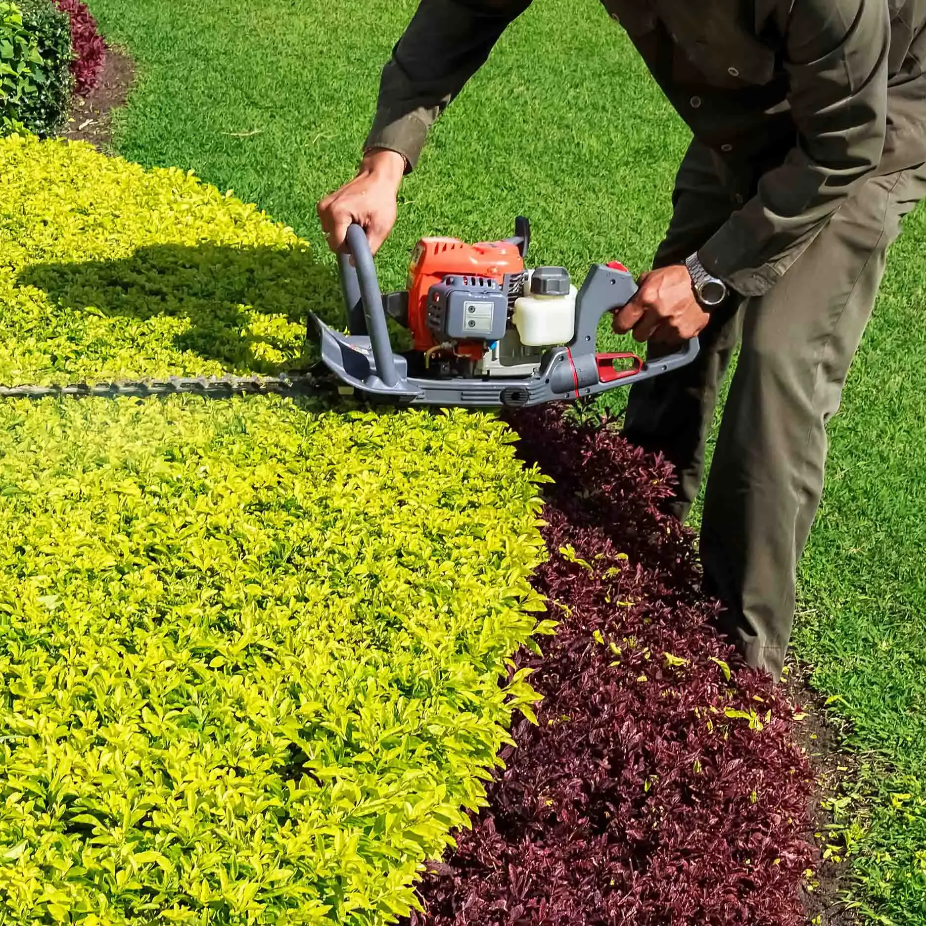 Copy of Man Trimming Hedge